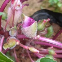 Impatiens taprobanica Hiern